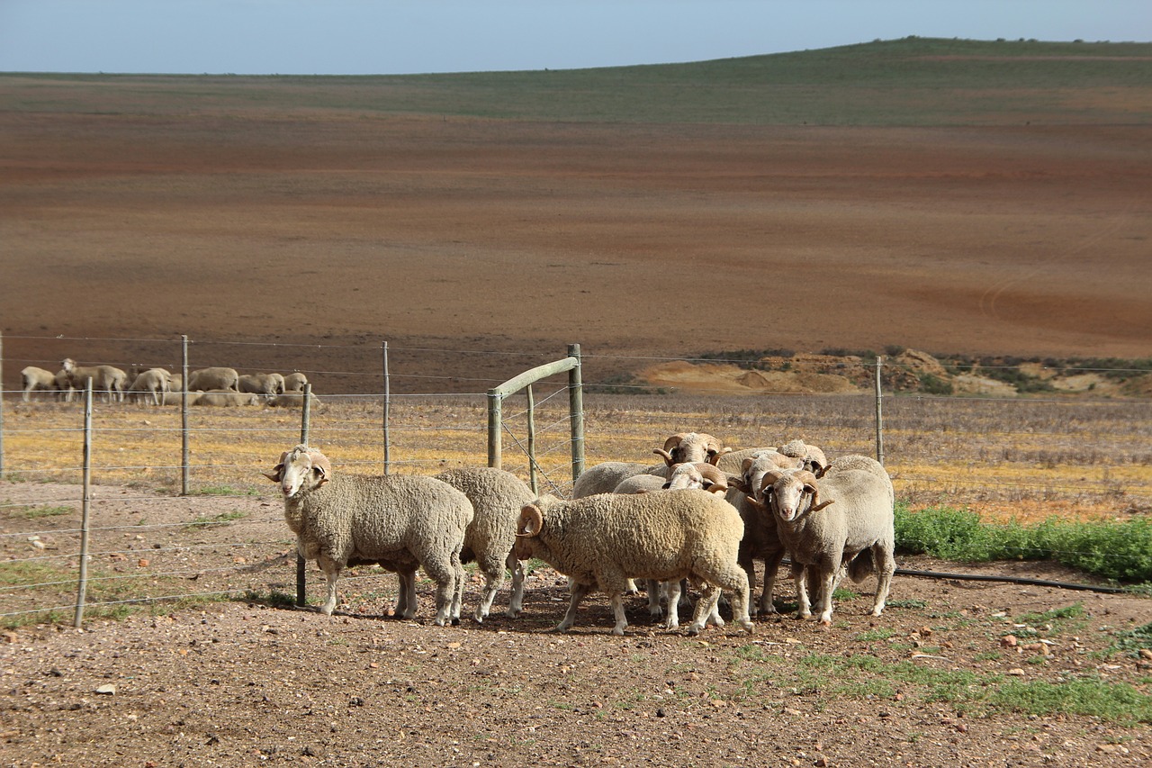 merino-sheep-4531858_1280.jpg